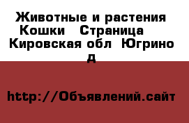 Животные и растения Кошки - Страница 2 . Кировская обл.,Югрино д.